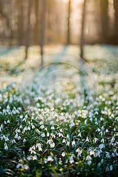 Sunlit forest full of snowdrop flowers in spring season