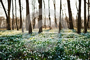 Sunlit forest full of snowdrop flowers in spring season