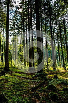 Sunlit Forest on Hill in Austria