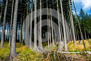 Sunlit Forest on Hill in Austria