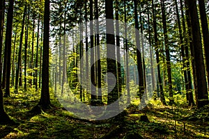 Sunlit Forest on Hill in Austria