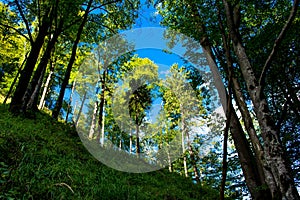 Sunlit Forest on Hill in Austria