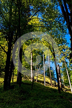 Sunlit Forest on Mountain in Austria