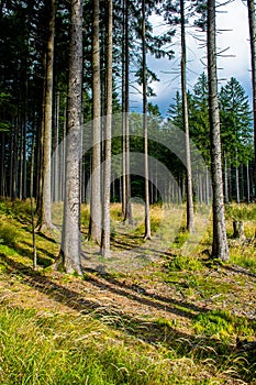 Sunlit Forest on Mountain in Austria