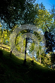 Sunlit Forest on Mountain in Austria