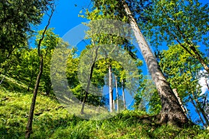Sunlit Forest on Mountain in Austria