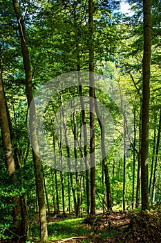 Sunlit Forest on Mountain in Austria
