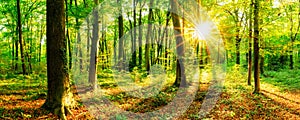 Sunlit forest panorama