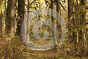 Sunlit Forest Path Historic Santiam Wagon Road