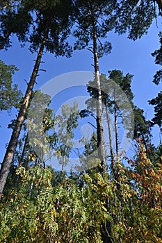 Sunlit forest with pines and rowans