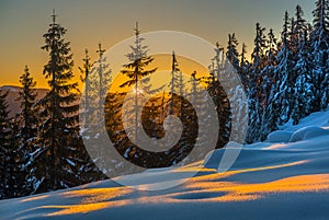 Sunlit forest and snow