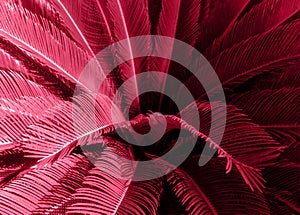 Sunlit fresh palm tree leaves background. Toned image in trendy magenta color of year 2023.