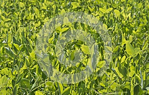 Sunlit fresh, young, green pea plant grass growing in a field