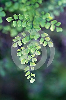 Sunlit Gingko biloba leaves macro bokeh background