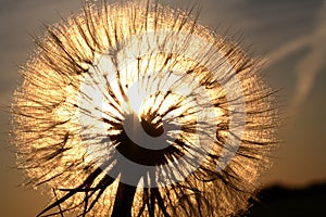 Sunlit goatsbeard