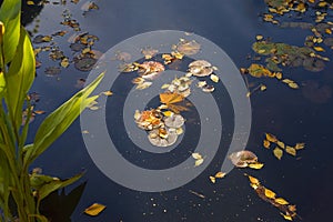 Sunlit golden fallen orange colorful leafs, floating in the cold water, bright autumn colors. Concept of Hello autumn. Modern