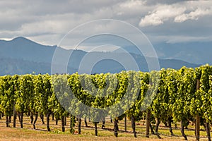 Sunlit grapevine rows in vineyard