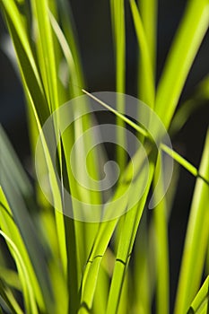 Sunlit Grass