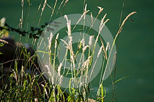 sunlit grasses on emerald background photo