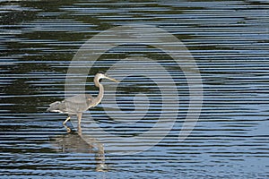 Sunlit Great Blue Heron, Wading, Blue Hour