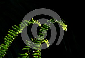 Sunlit green fern fronds against a soft black background.