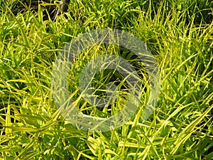 Sunlit Green Grass in Spring in April