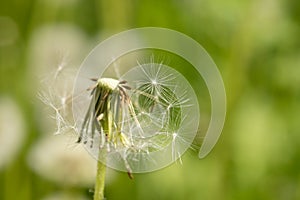 Sunlit half-flown dandelion on blurred green grass background close up. photo