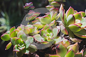 Sunlit Haworth's Aeonium: Beauty in Nature Close-Up