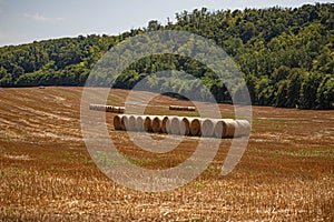 Sunlit Hay Bales Gracing the Summer Field