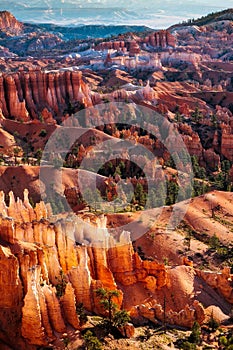 Sunlit Hoodoos in Bryce Canyon