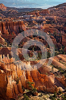 Sunlit Hoodoos in Bryce Canyon