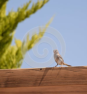 Bagnata dal sole casa passero 