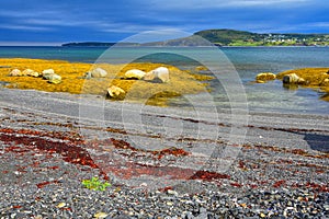 Sunlit Kelp beds at Rocky Harbour, Gros Morne National Park, Newfoundland, Canada