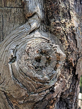 Sunlit Knotty Tree Bark