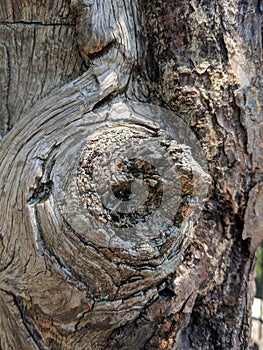Sunlit Knotty Tree Bark photo