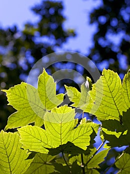 Sunlit leaves