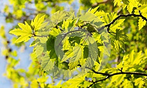 Sunlit leaves of sycamore tree