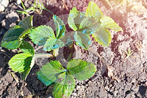 Sunlit little strawberry bush with young seedlings sprinkled by blue liquid also called as Bordeaux mixture