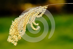 Sunlit maiden grass plume