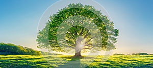 Sunlit majestic green oak tree in a serene and peaceful meadow under a clear blue sky