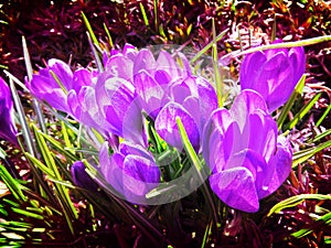 Sunlit March Purple Crocuses