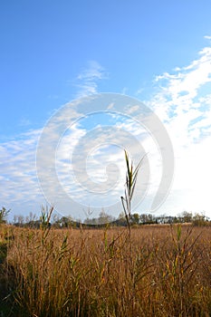 Sunlit marshland reed field