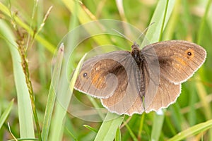 Sunlit Meadow Brown butterfly Maniola jurtina