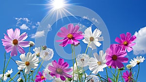 Sunlit meadow with white pink daisies and yellow dandelions under blue sky, ideal for text overlay