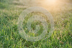 Sunlit morning dew on summer grass