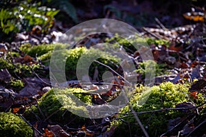 Sunlit Moss and Fallen Leaves on Forest Floor