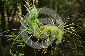 Sunlit moss and grass on a tree stump in Te Urewera National Park, New Zealand