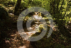 Sunlit moss and Rocky Path through Woods