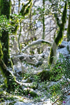 Sunlit mossy boxwood forest in winter, melting snow on the trees and on the ground.