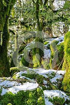 Sunlit mossy boxwood forest in winter, melting snow on the trees and on the ground. Spring vibe.